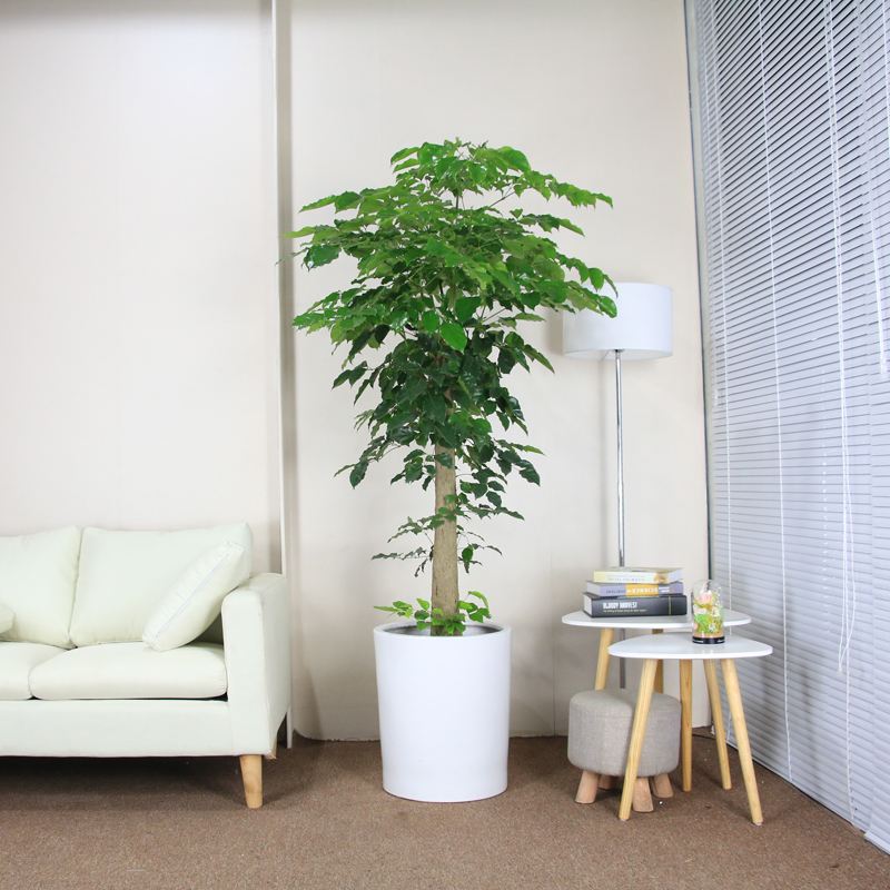 1642065077318322.jpg src=http_%2F%2Fimg.alicdn.com%2Ftfscom%2Fi3%2F5009204768%2FTB2RBsUyrxmpuFjSZJiXXXauVXa_!!5009204768&refer=http_%2F%2Fimg.alicdn